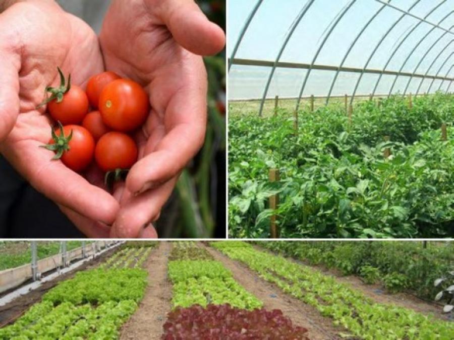 Кафедра активно розвиває нові перспективні напрями подальшої роботи - спеціальність «Садівництво і виноградарство»