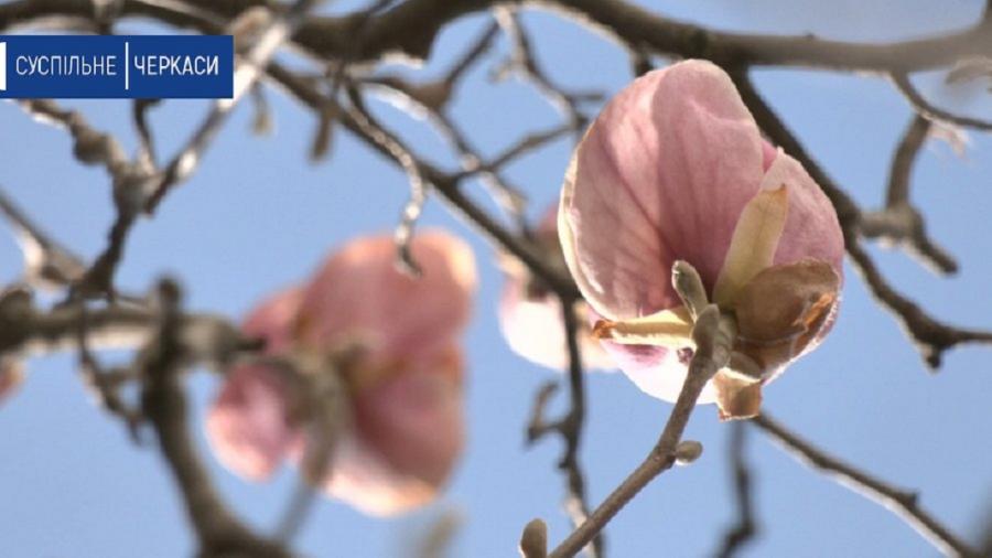 У ЧДТУ розквітли магнолії (відео)