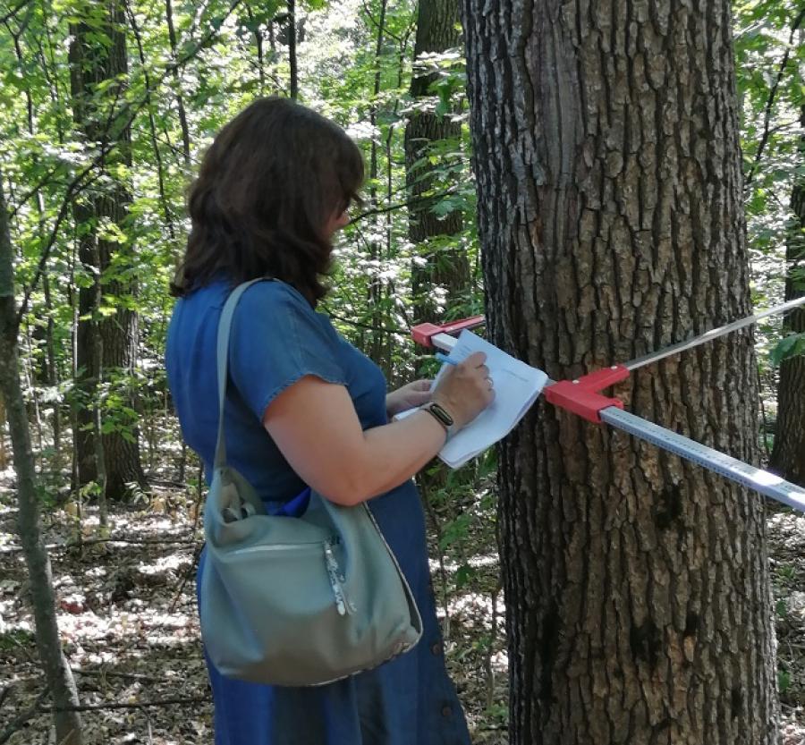 Екологи ЧДТУ продовжують наукові дослідження в лісових екосистемах Черкащини